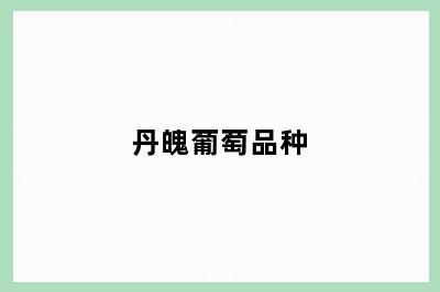 丹魄葡萄品种