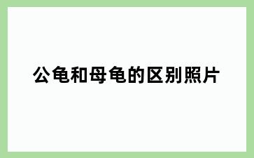 公龟和母龟的区别照片