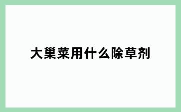 大巢菜用什么除草剂