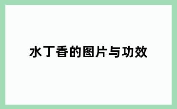 水丁香的图片与功效