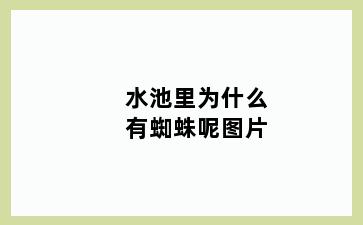 水池里为什么有蜘蛛呢图片