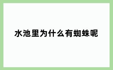 水池里为什么有蜘蛛呢