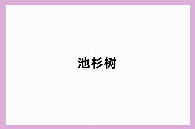 池杉树