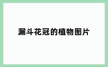 漏斗花冠的植物图片