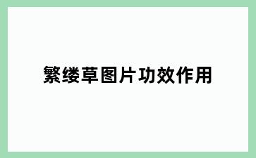 繁缕草图片功效作用