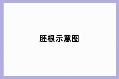 胚根示意图