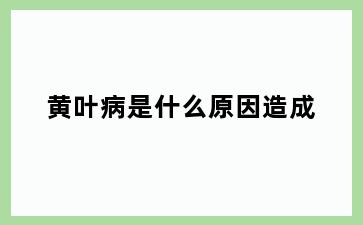 黄叶病是什么原因造成