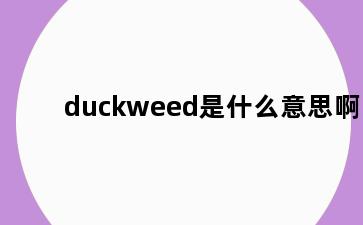 duckweed是什么意思啊