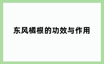 东风橘根的功效与作用