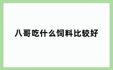 八哥吃什么饲料比较好