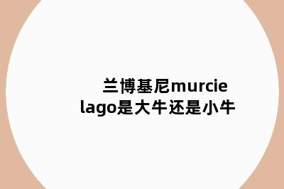 兰博基尼murcielago是大牛还是小牛
