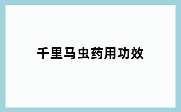 千里马虫药用功效