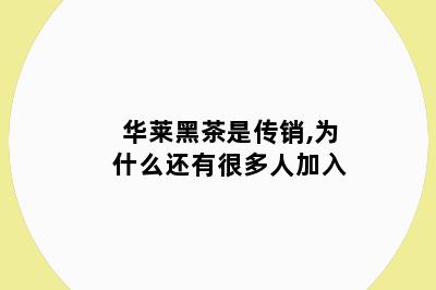 华莱黑茶是传销,为什么还有很多人加入