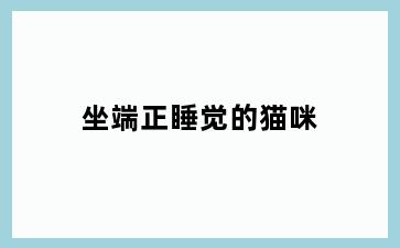坐端正睡觉的猫咪