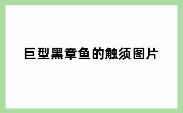 巨型黑章鱼的触须图片