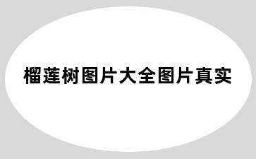 榴莲树图片大全图片真实