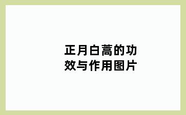 正月白蒿的功效与作用图片