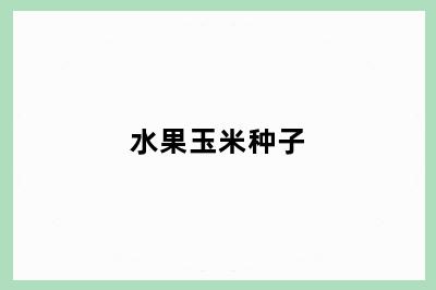 水果玉米种子