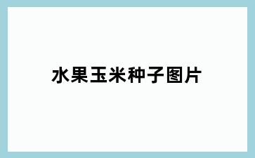 水果玉米种子图片