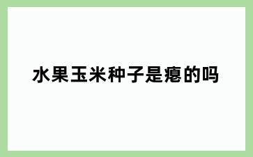 水果玉米种子是瘪的吗