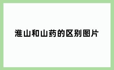 淮山和山药的区别图片