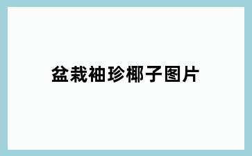 盆栽袖珍椰子图片