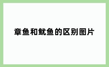 章鱼和鱿鱼的区别图片