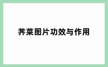 荠菜图片功效与作用