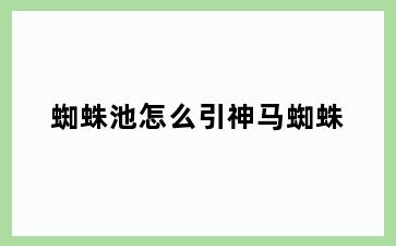 蜘蛛池怎么引神马蜘蛛