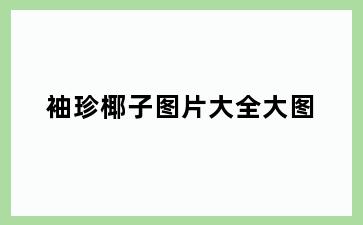 袖珍椰子图片大全大图