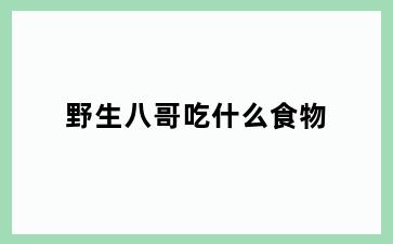 野生八哥吃什么食物
