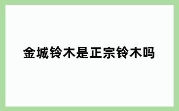 金城铃木是正宗铃木吗